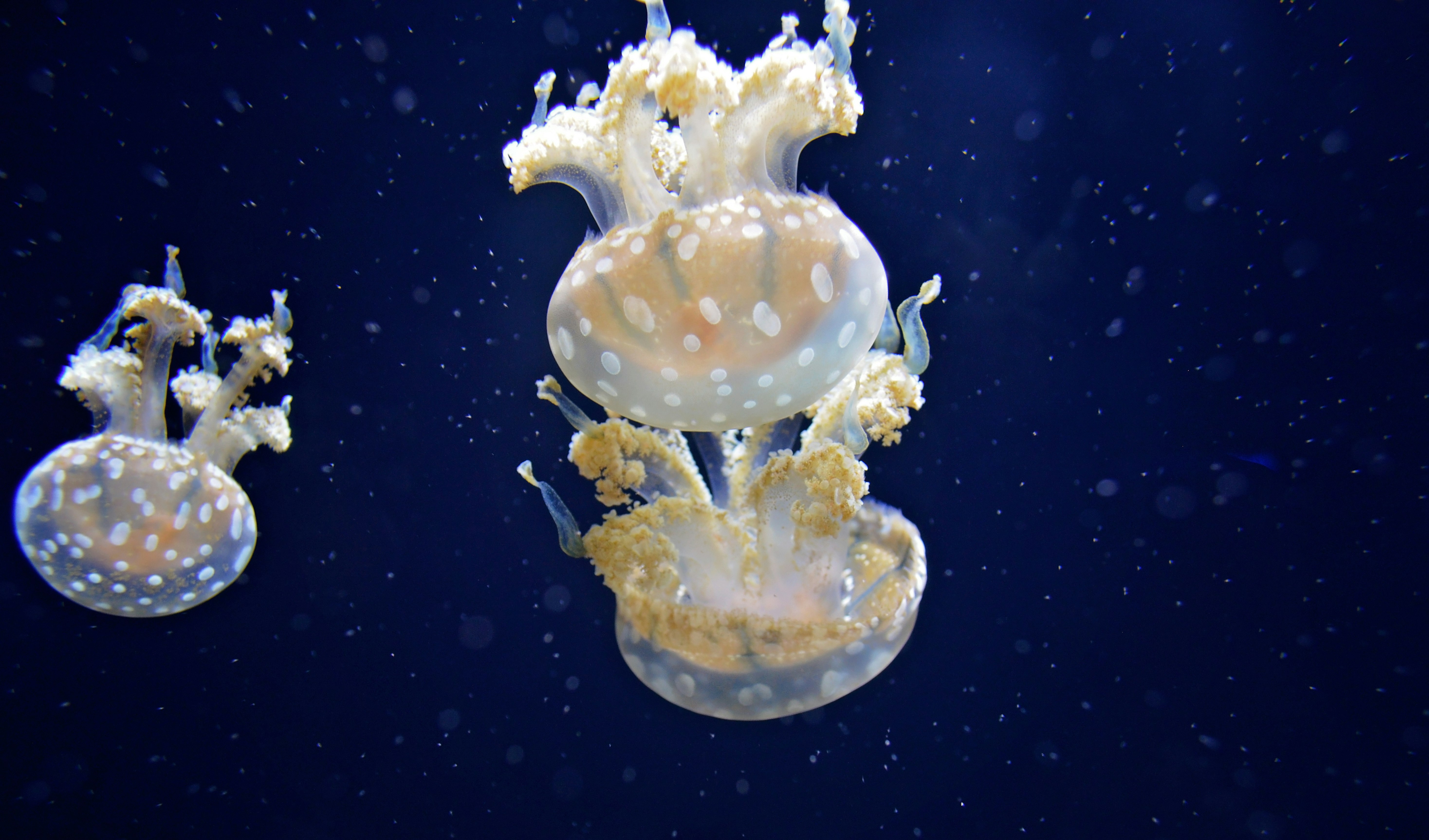 three white-and-yellow jellyfishes swimming underwater